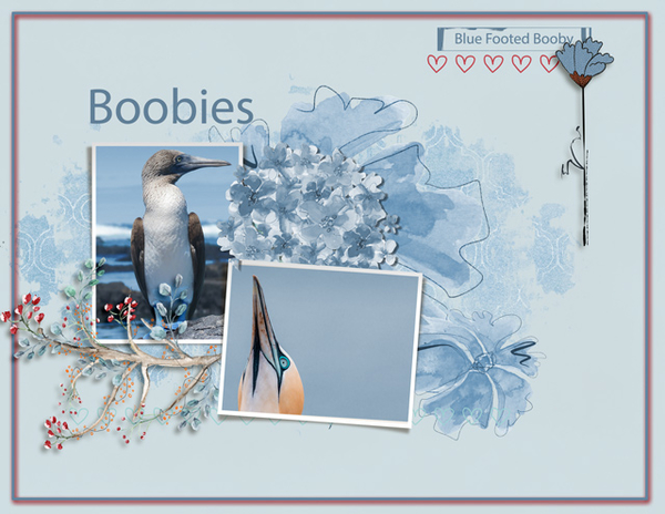 Boobies