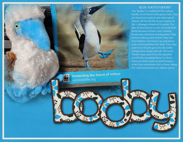booby