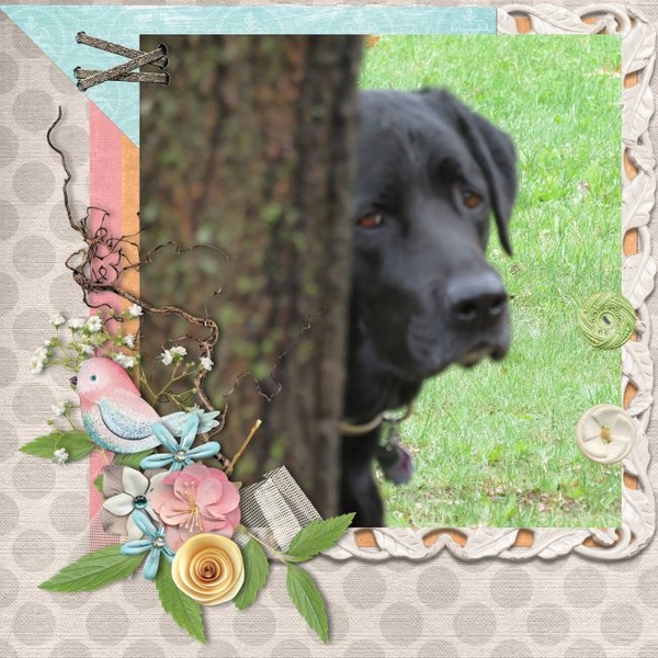 Boone behind the tree