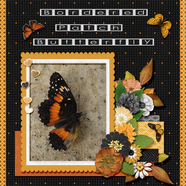 Bordered Patch Butterfly small.jpg