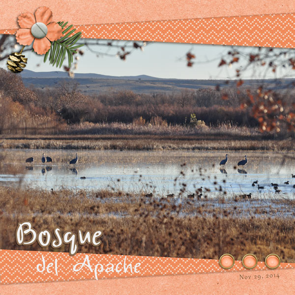 Bosque del Apache
