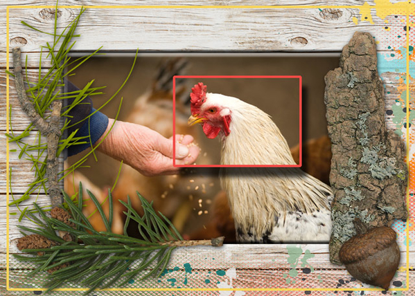 Botanicals and Organic