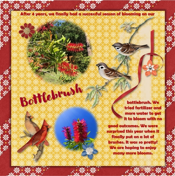 Bottlebrush