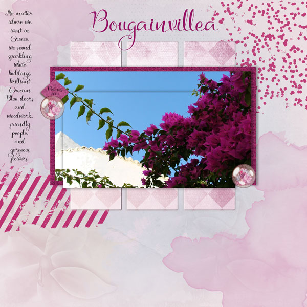 Bougainvillea