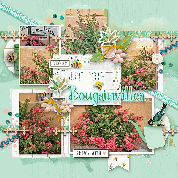Bougainvillea