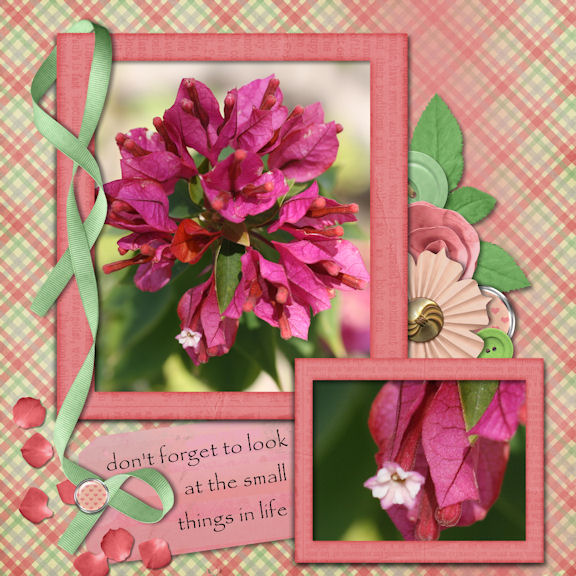 Bougainvillea