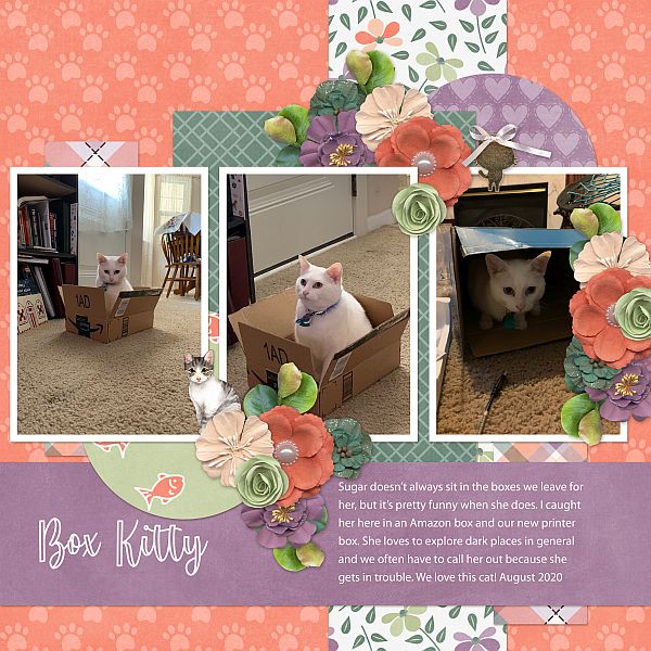 Box Kitty