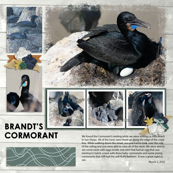 Brandt's Cormorant