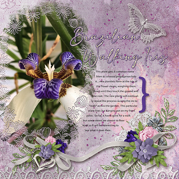 Brazilian Walking Iris