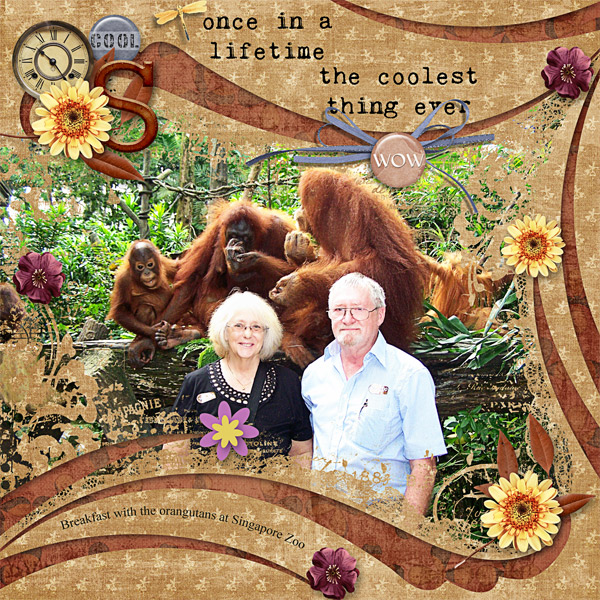Breakfast with Orangutans