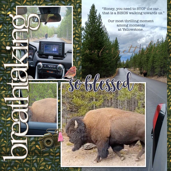 Breathtaking Bison Encounter