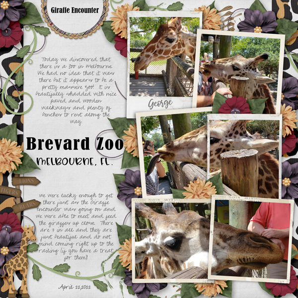 Brevard Zoo Giraffes