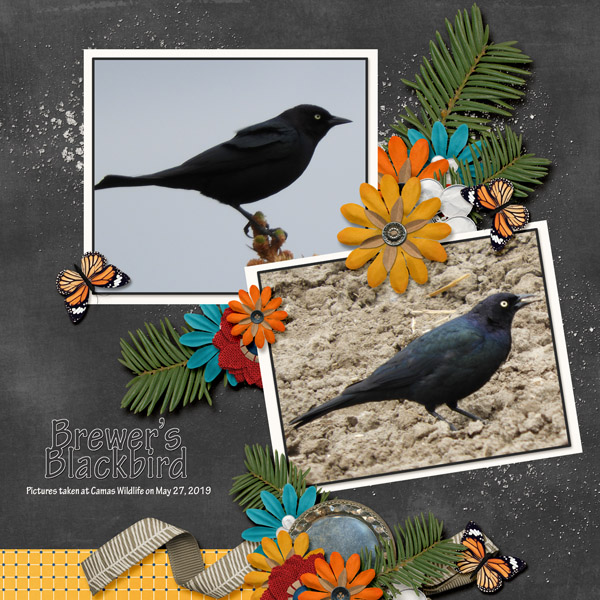Brewer_s_Blackbird_Travelogue_Minnesots