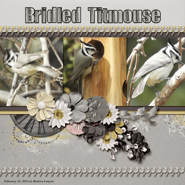 Bridled_Titmouse_1_small
