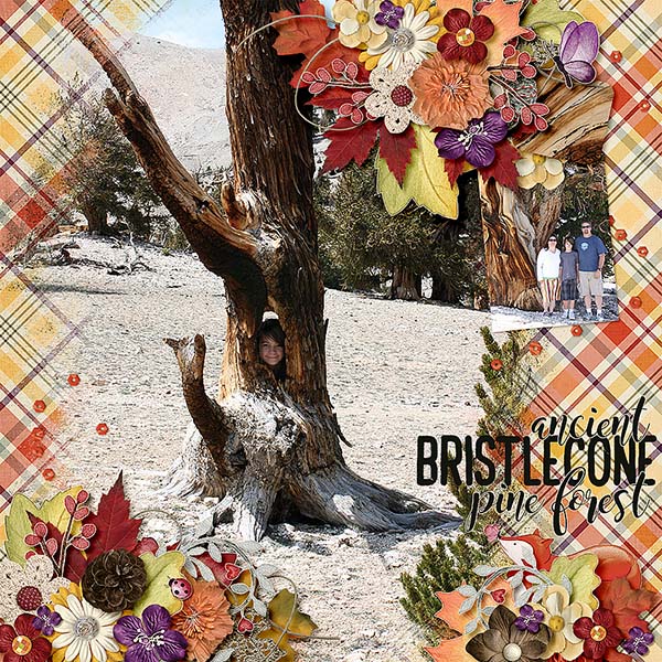 Bristlecones