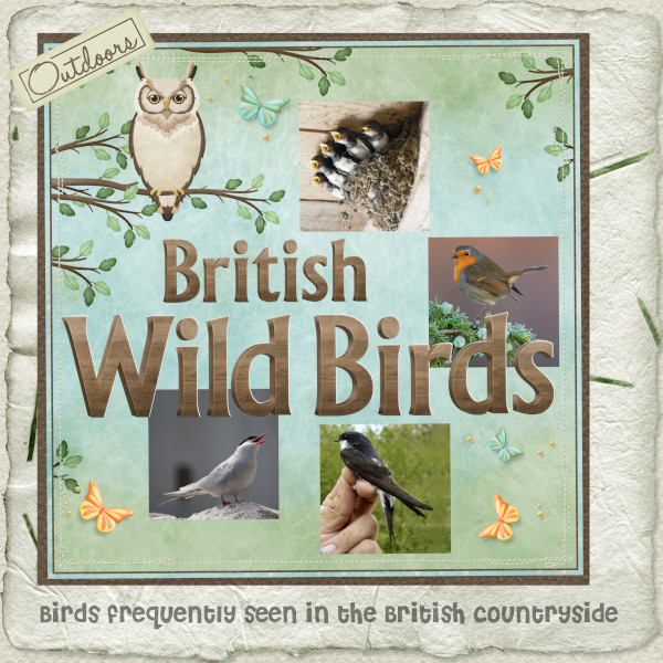 British Wild Birds