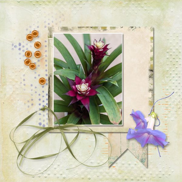 Bromeliad use-it-all challenge