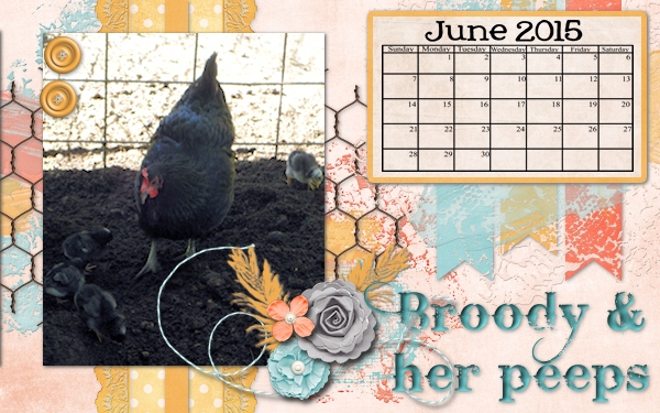 Broody + Her Peeps