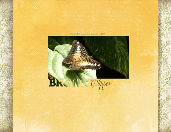 Brown Clipper