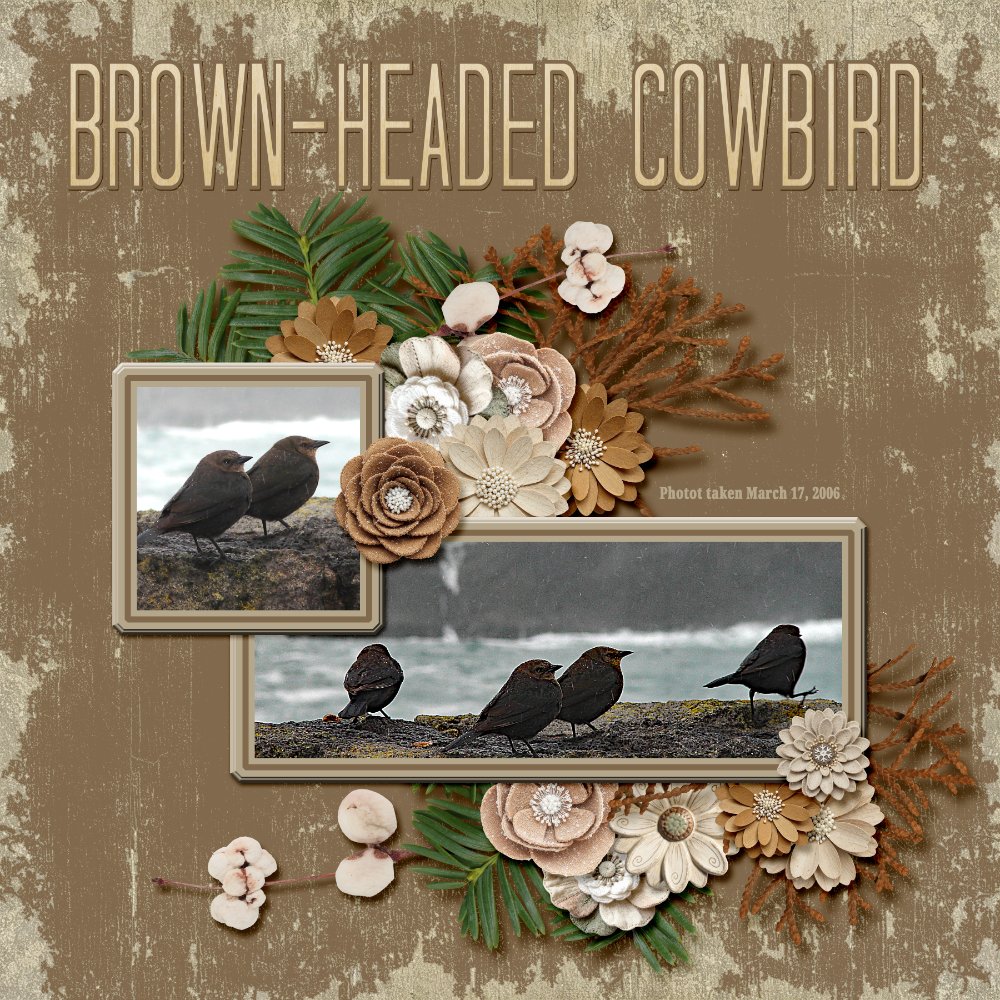 Brown-headed Cowbird .jpg