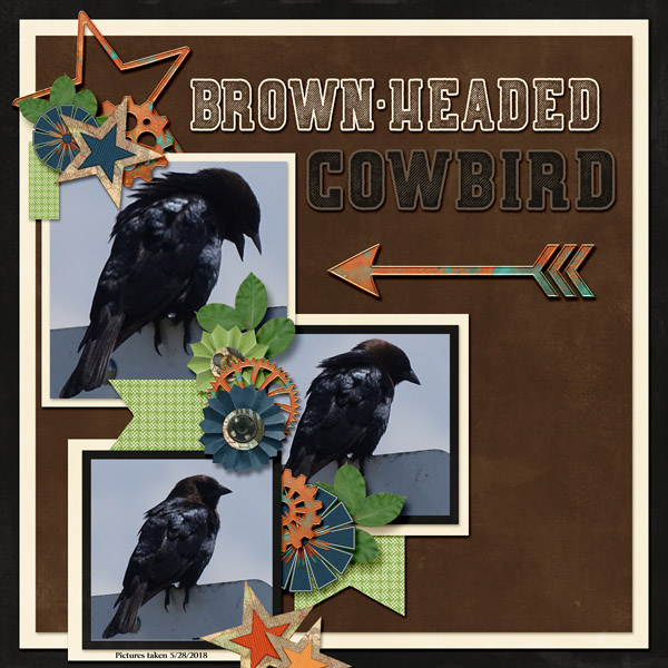 brown-headed_cowbird-Imagine