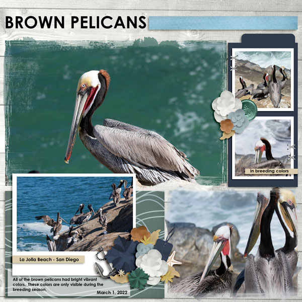 Brown Pelicans