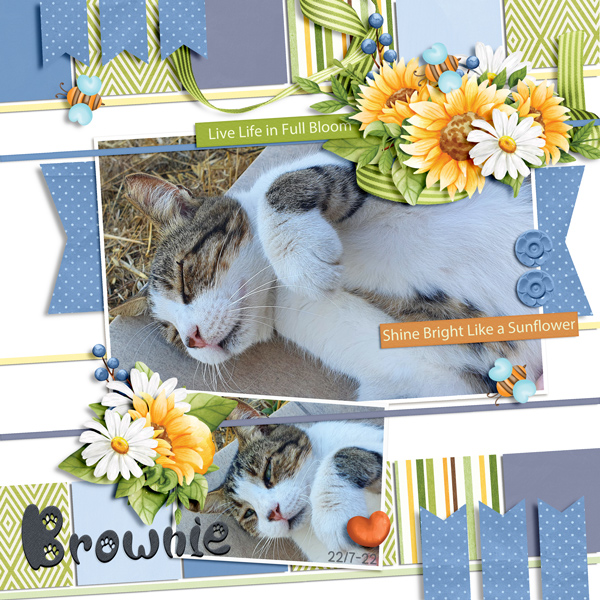 Brownie July 2022