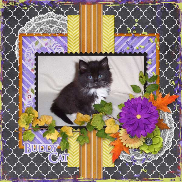 Buddy Cat