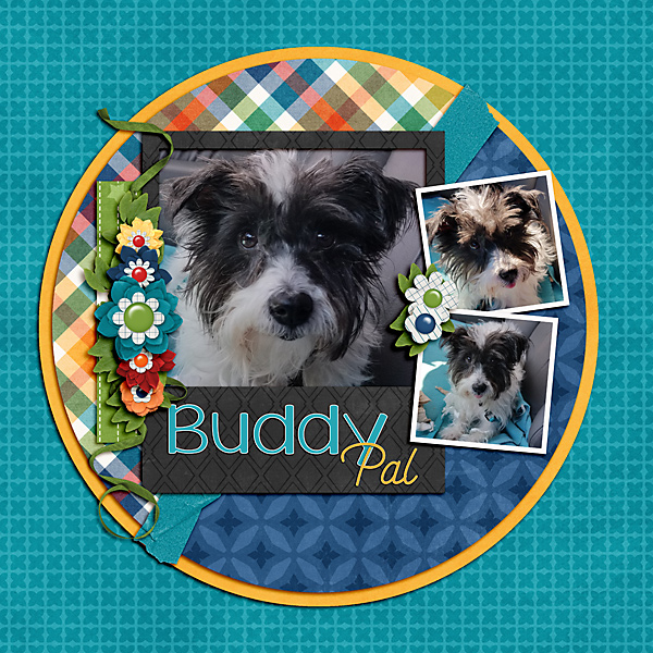 Buddy Pal