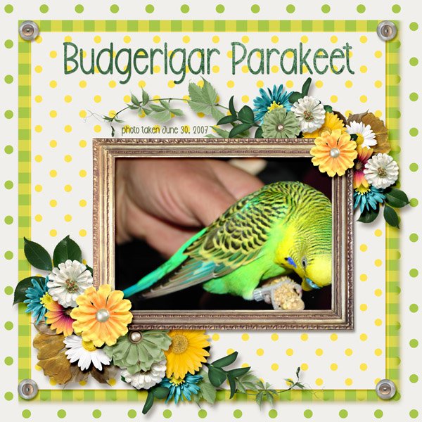 Budgerigar Parakeet small.jpg