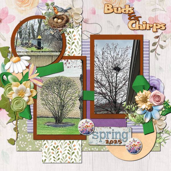 Buds & Chirps