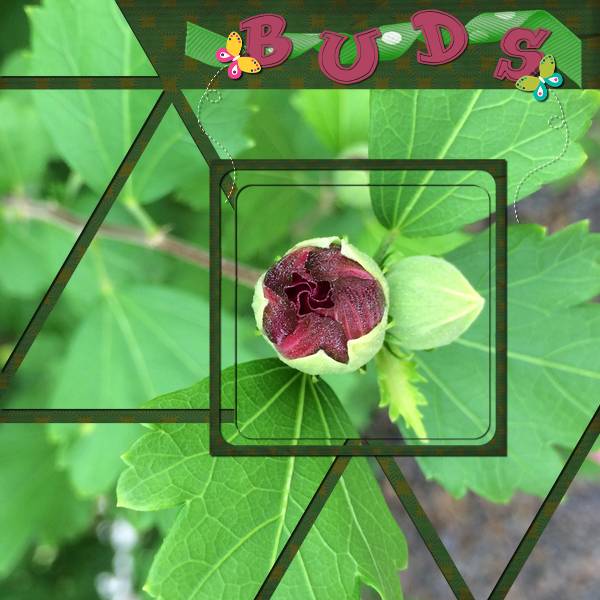 BUDS