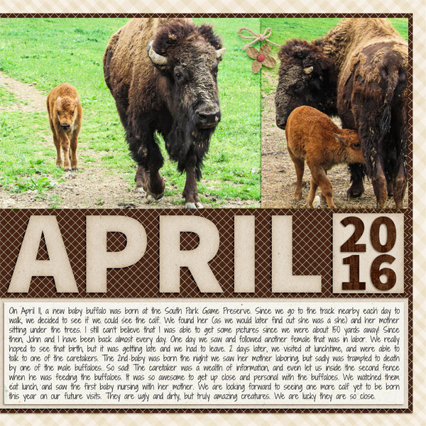 Buffalo - right side