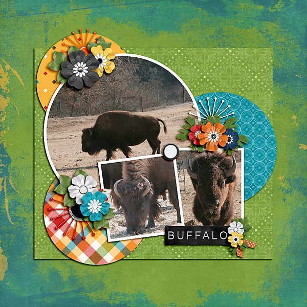 Buffalo
