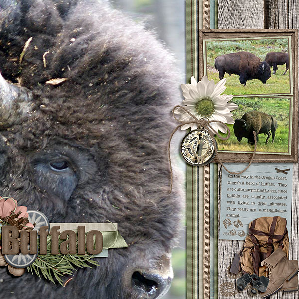 Buffalo