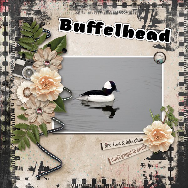 Buffelhead