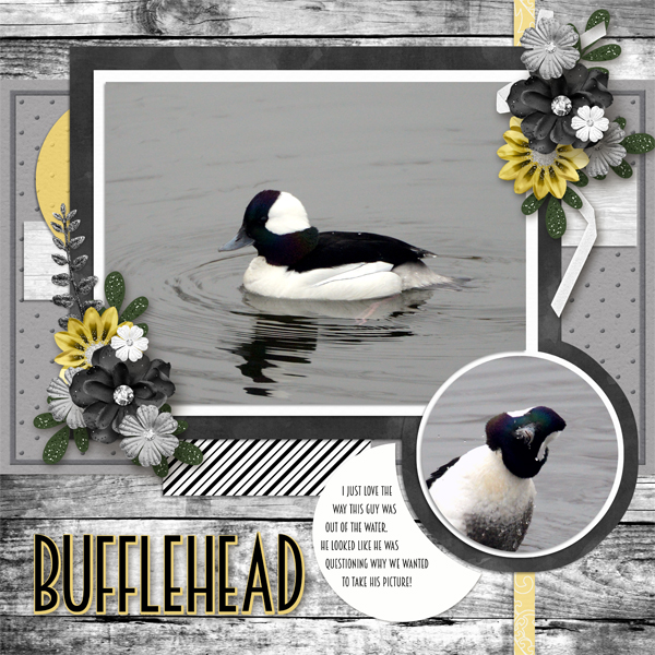 Bufflehead