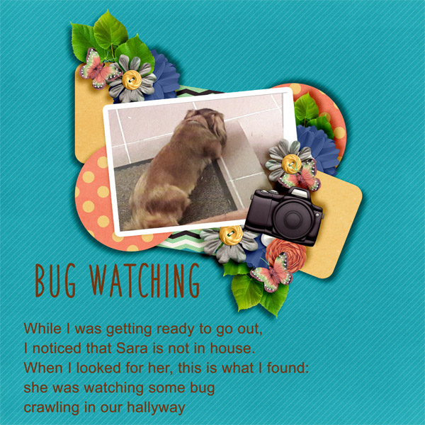 Bug watching