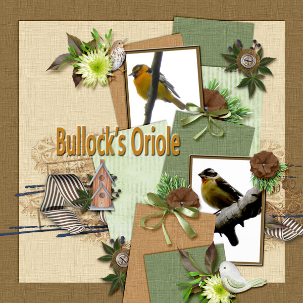 Bullock_s_Oriole_small
