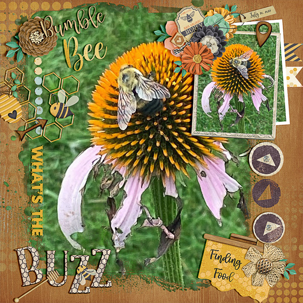 Bumble Bee Finding Food