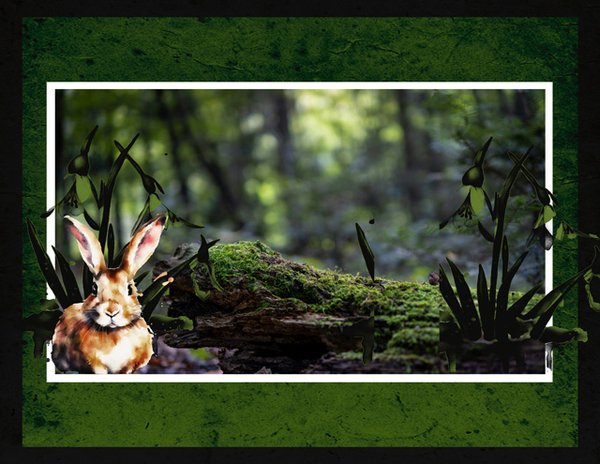 Bunny in the Woods