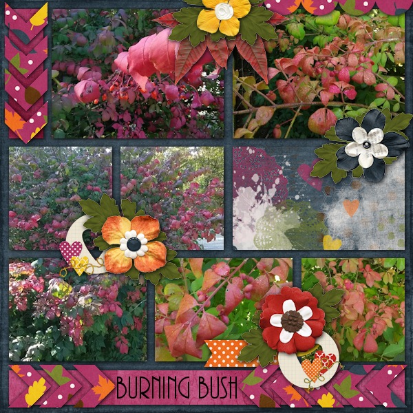Burning Bush