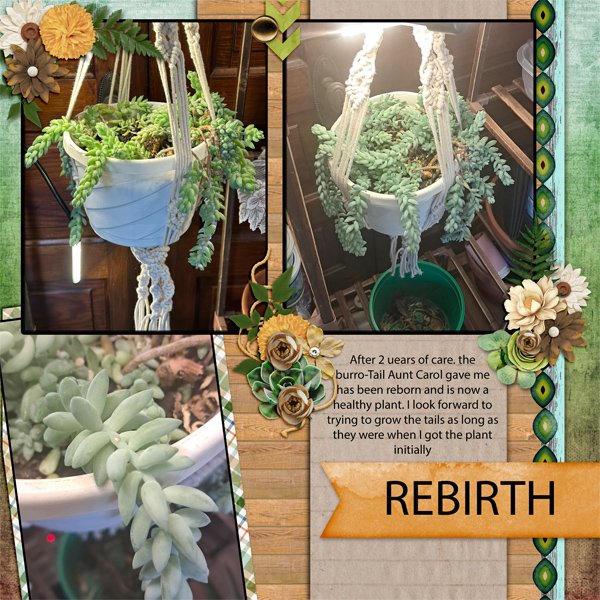 Burro-tail Left