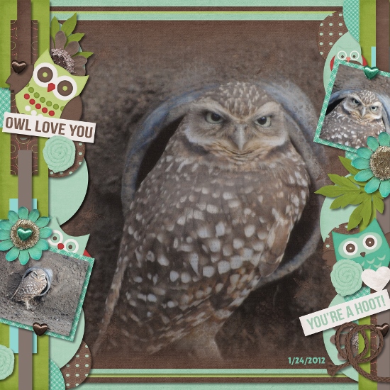 burrowing owl