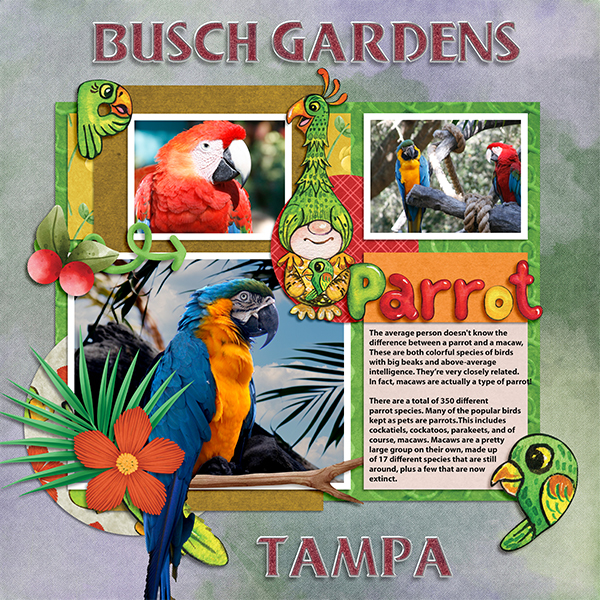 Busch Gardens - Macaws