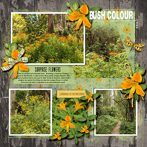 Bush Colour