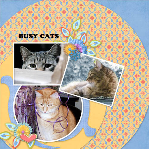 Busy Cats