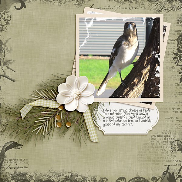 Butcher Bird