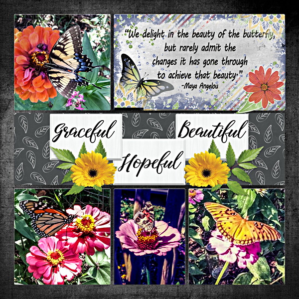 Butterflies 2019