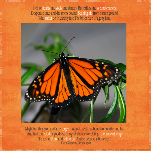 Butterflies and Second Chances